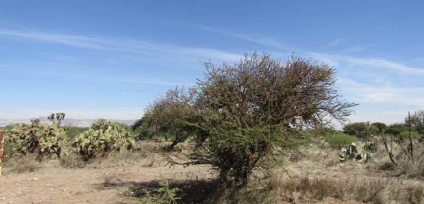 Terreno Campestre en Venta con 6.5 hectáreas en Guadalupe, en Ejido La Zacatecana