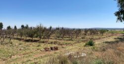 Rancho en Venta en Trancoso, Zacatecas, en Ciudad Deportiva Tierra Adentro