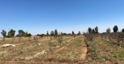 Rancho en Venta en Trancoso, Zacatecas, en Ciudad Deportiva Tierra Adentro