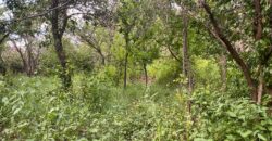 Terreno en Venta en Genaro Codina, Zacatecas