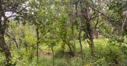 Terreno en Venta en Genaro Codina, Zacatecas