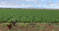 Rancho en Venta en Calera Zacatecas, por carretera  a Nuevo Mercurio hasta Colonia Carrillo Puerto